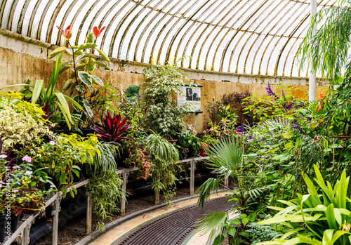 Interior of the Palm House, a cast iron glasshouse designed in the 19th century by Charles Lanyon, in the Botanic Gardens near Ulster Museum, Belfast, Northern Ireland. photo