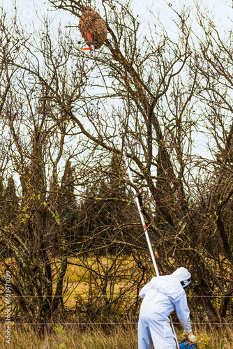 Traitement pour destruction de nid de frelons asiatiques