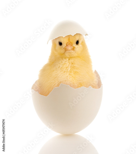 Easter chick with eggshell hat