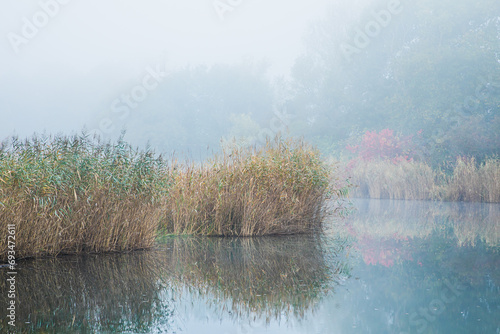 Nebel umhüllt Schilf im Wasser