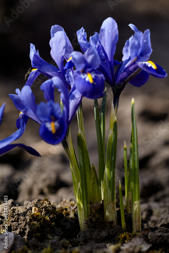 Blue iris reticulata - bulbous plants. Iris reticulata - spring blue flowers on brown soil background. photo