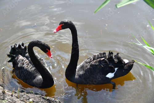 Couple of black swans