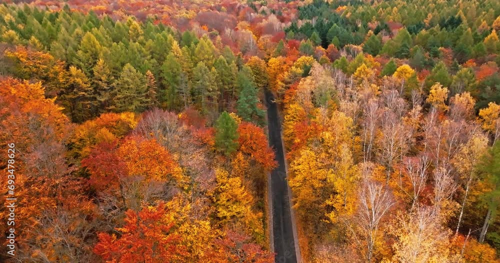 Aerial view of autumn forest and black asphalt road. Aerial view of autumn forest and black asphalt road.