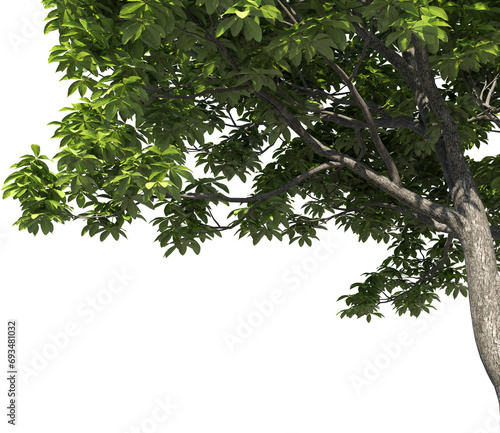 3D illustration of a tree, close-up, for framing or foreground of an illustration, 3D visualization and digital composition
