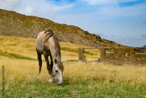 un chevale entrain de manger en plein montagne  photo