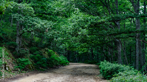 Massif forestier de l'Akfadou  richesse remarquables tant en flore qu'en faune, photo