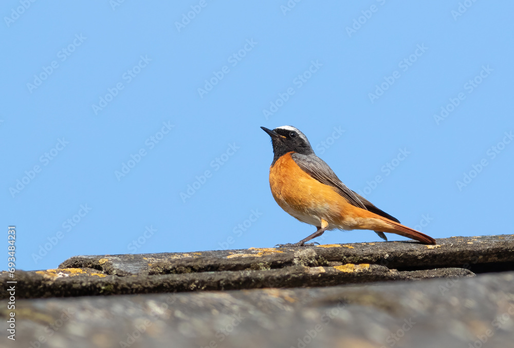Fototapeta premium Common redstart, Phoenicurus phoenicurus. A male bird sits on an old slate roof