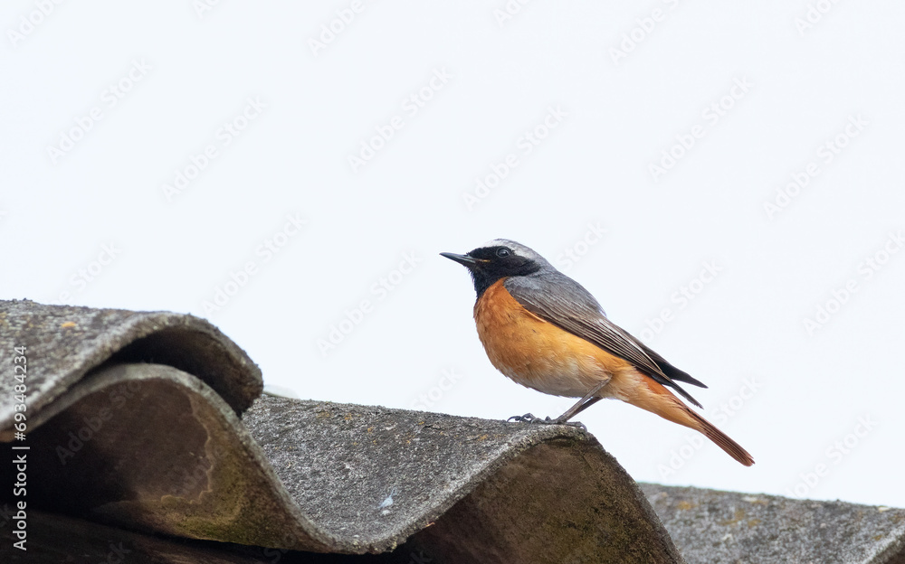 Fototapeta premium Common redstart, Phoenicurus phoenicurus. A male bird sits on an old slate roof