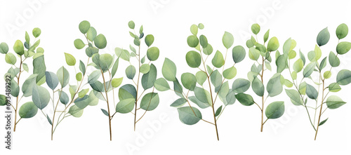 watercolor handdrawn green eucalyptus branches isolated background, in the style of hand-painted photo