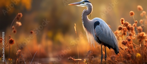Heron on a meadow with morning sunlight and shallow focus