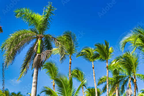 Palm trees against clear blue sky during summer day.