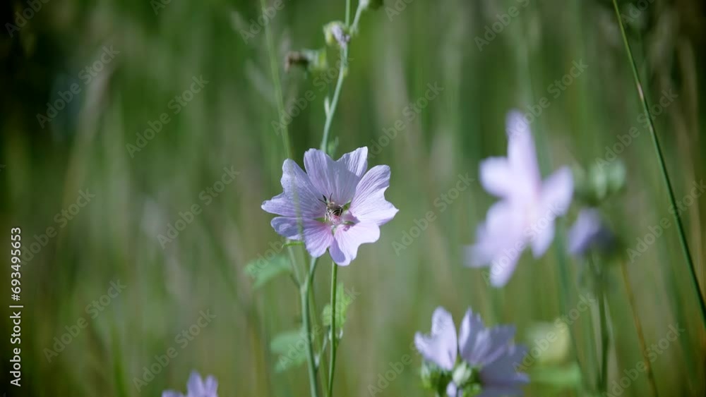 Blossoming pink flower sways gently in wind Blossoming pink flower sways gently in wind