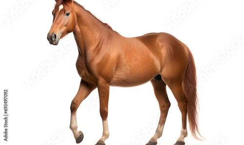 Horse on white background 