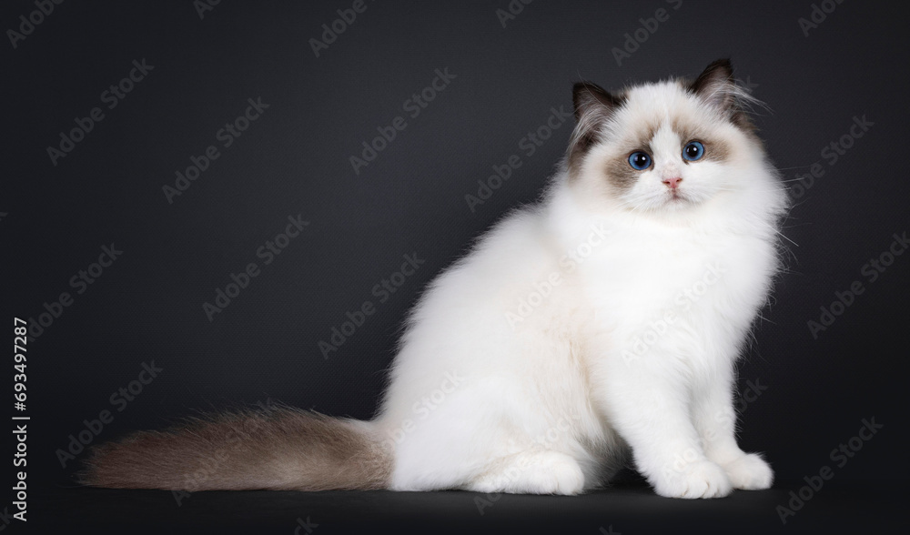 Pretty seal bicolored Ragdoll cat kitten, sitting bside ways. Looking towards camera with deep blue eyes. Isolated on a black background.