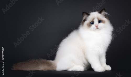 Pretty seal bicolored Ragdoll cat kitten, sitting bside ways. Looking towards camera with deep blue eyes. Isolated on a black background.