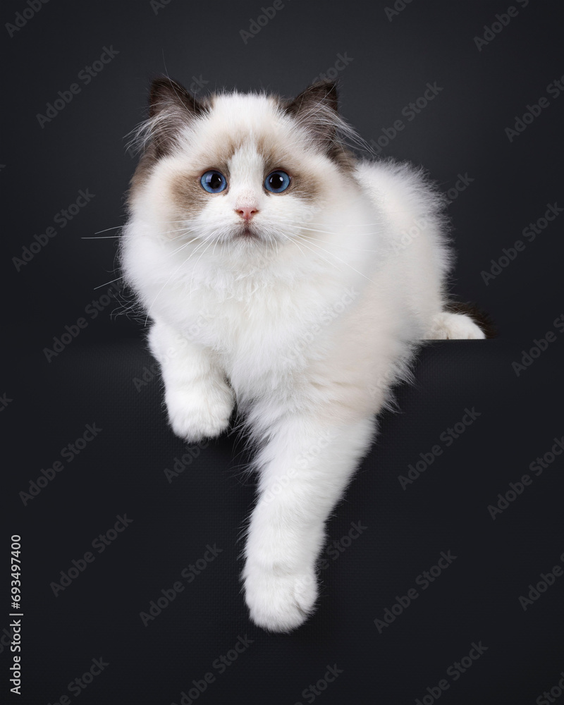Pretty seal bicolored Ragdoll cat kitten, hanging relaxed over edge facing front. Looking towards camera with deep blue eyes. Isolated on a black background.