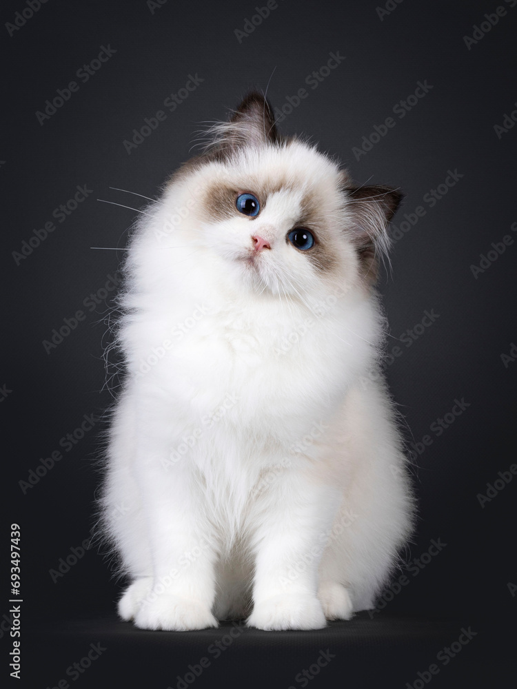 Pretty seal bicolored Ragdoll cat kitten, sitting up facing front. Looking towards camera with deep blue eyes and cute head tilt. Isolated on a black background.
