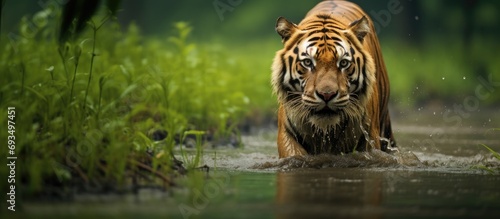 Bengal tiger emerges from forest during monsoon at Sundarban Tiger Reserve, India.
