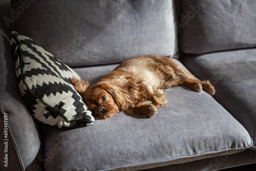 Cute dog napping on the sofa