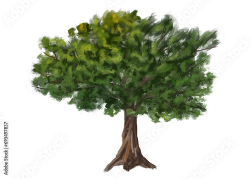 The tree is an oak with a thick green crown. Drawing of green plants from the forest  hiking trails  travel. Natural decoration of campgrounds  parks  and garden plots. Isolated illustration