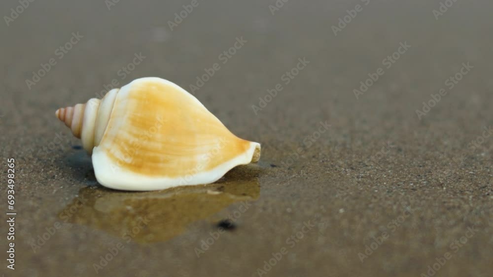 Sea shells washed up by the waves on the shoreline in the morning Sea shells washed up by the waves on the shoreline in the morning