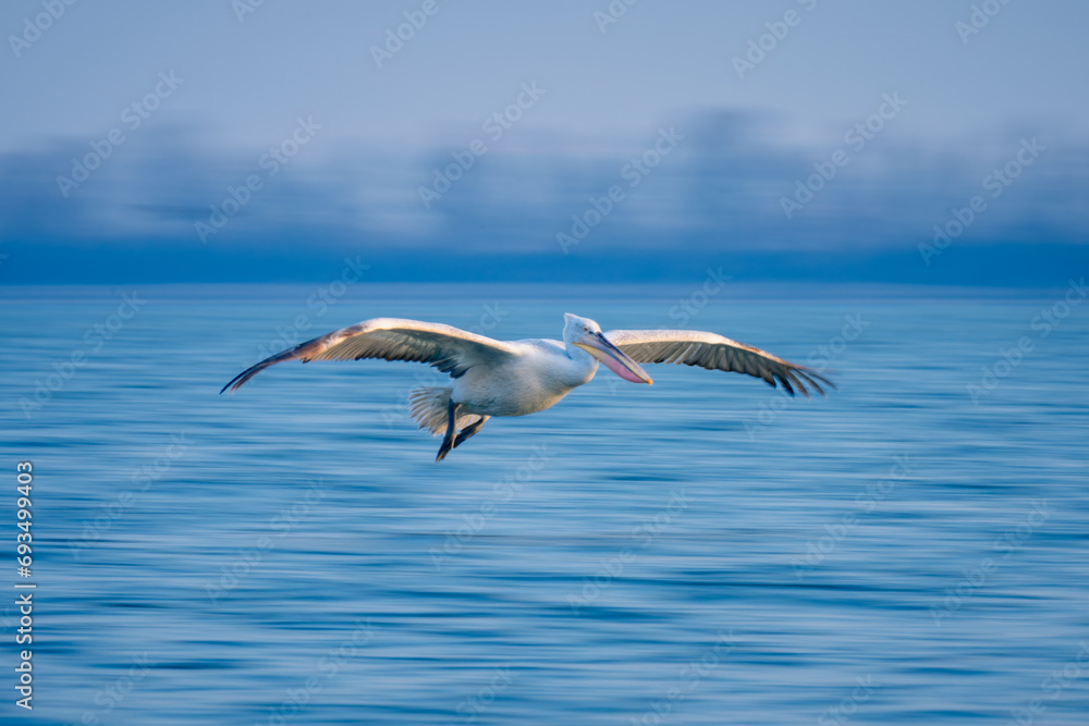 Fototapeta premium Slow pan of pelican gliding across water