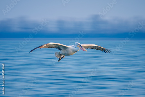 Slow pan of pelican gliding across water © Nick Dale