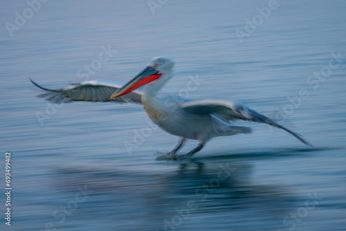 Slow pan of pelican making splash landing