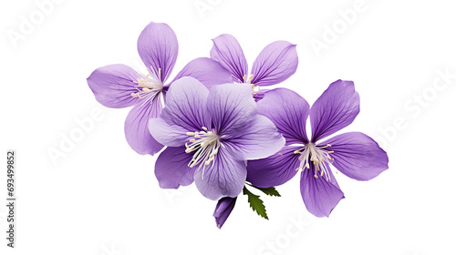 violet flower with leaves png © Tony A