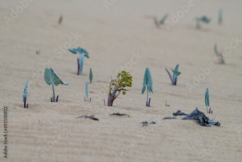 growing on the sand