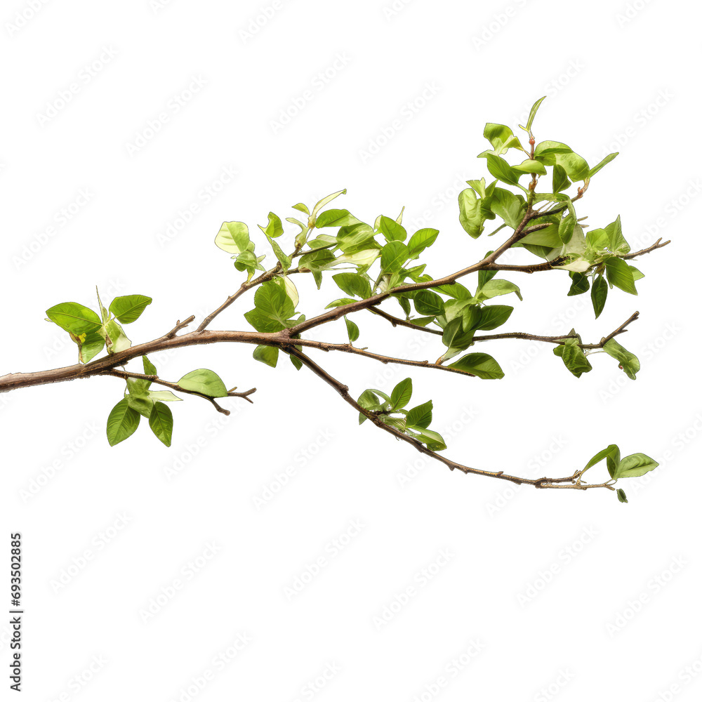 Obraz premium Tree branch with leaves isolated on transparent or white background, png