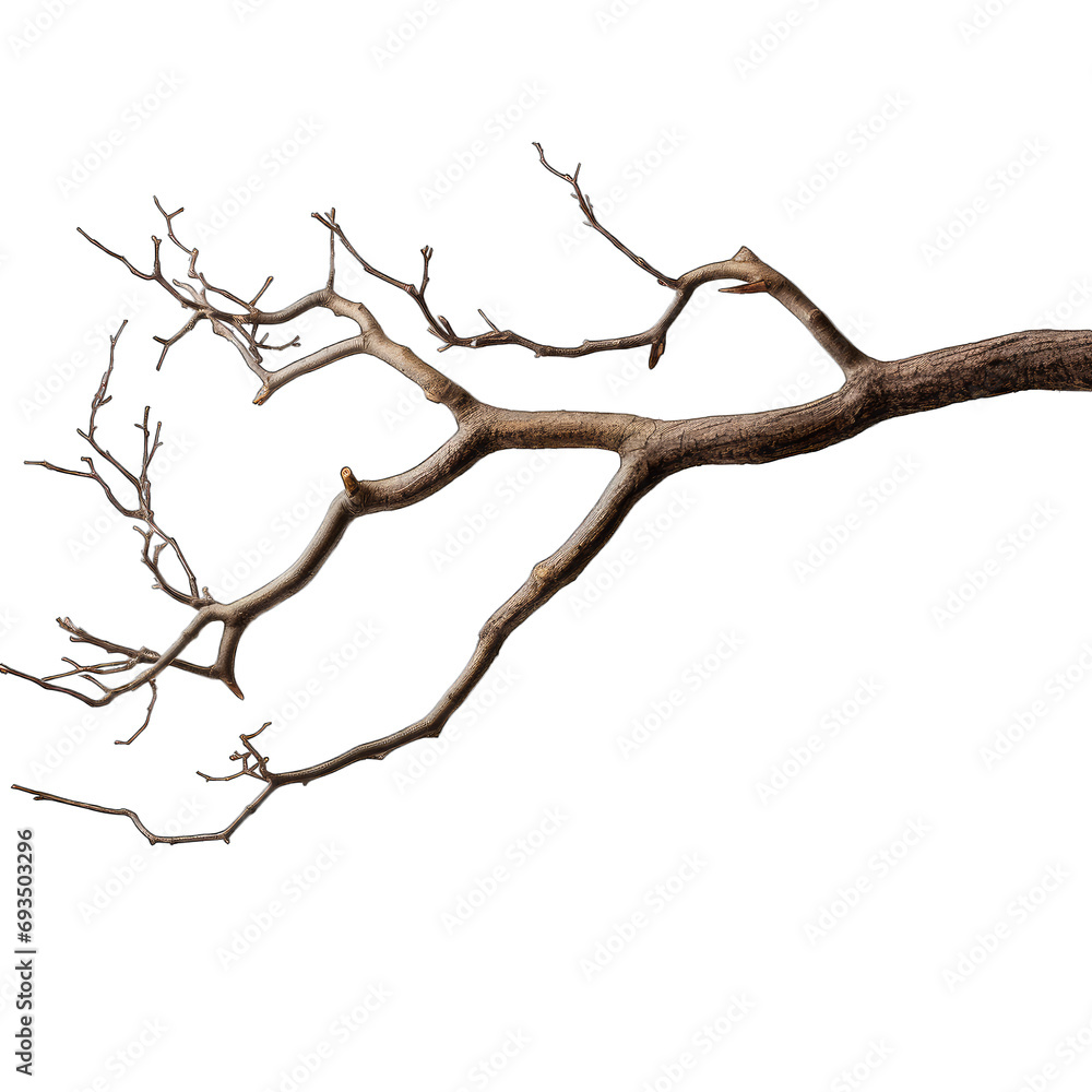 Dry tree branch isolated on transparent or white background, png Dry tree branch isolated on transparent or white background, png
