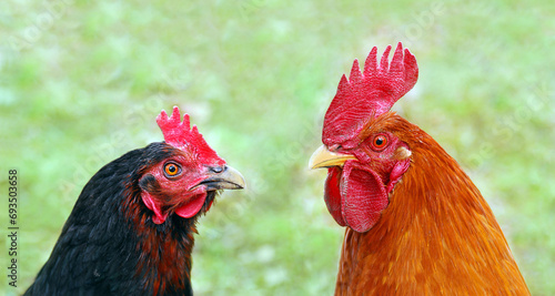Photo Detail of hen and cock, watching each other, on blurred grass background