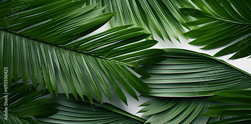 Green palm leaves border isolated on white background with copy space for text photo