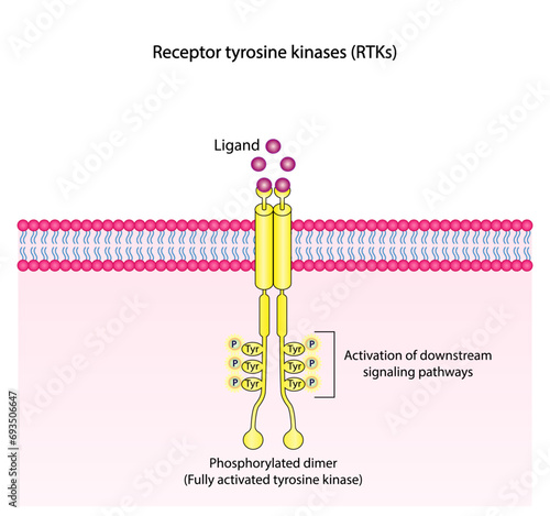 Tyrosine kinase receptor. Dimerization, phosphorylation, activation and cellular response. Cell membrane receptors for ligands as growth factors and cytokines binding. Insulin receptor. vector design