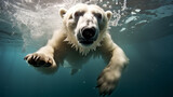 Polar bear jump into a water. Underwater photography. Animal dive into the Depths. Beauty of wild nature. Hunting.
