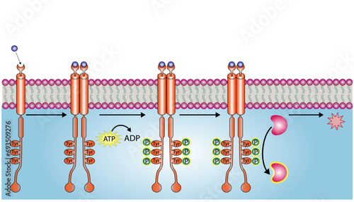 Tyrosine kinase receptor. Dimerization, phosphorylation, activation and cellular response. Cell membrane receptors for ligands as growth factors and cytokines binding. Insulin receptor. vector 