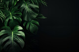 dark background  from green big leaves green tropical plant monstera
