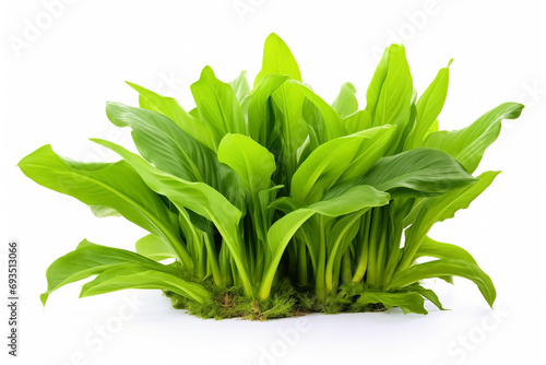 ribbed plantain, plant leaves green, floral background, isolated white background photo