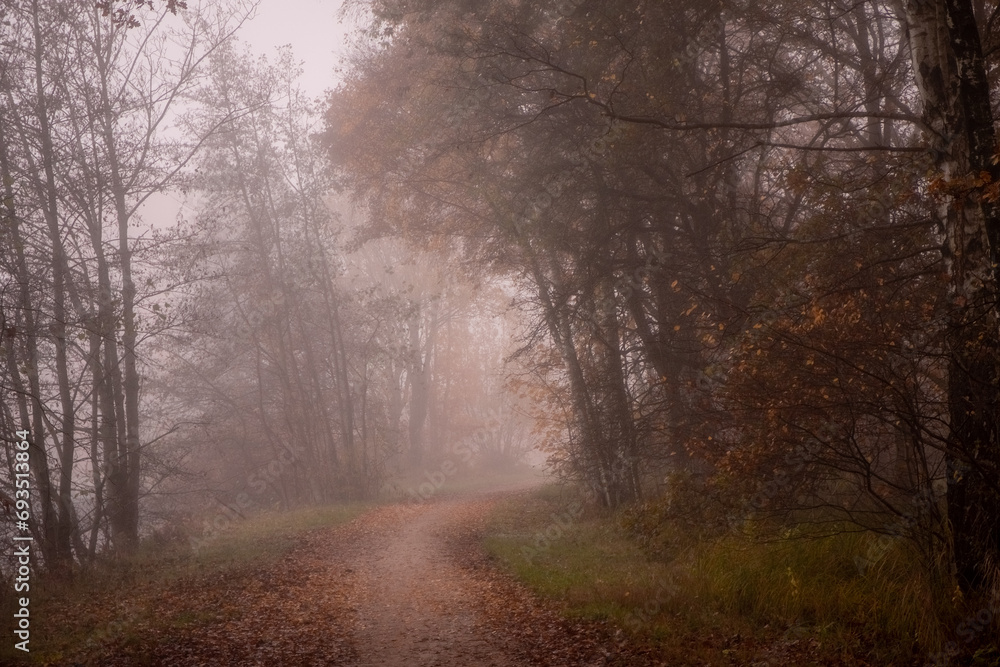 This image depicts a winding trail through a dense forest, engulfed in a thick fog that softens the landscape into a dreamlike state. The path, covered with a carpet of fallen leaves, leads into the