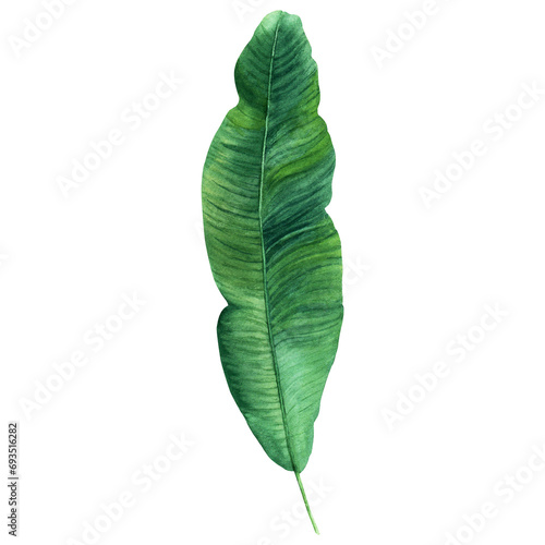 Banana tree green leaf. Tropical plantain palm leaf. Hand drawn botanical watercolor illustration isolated on white background. For clip art cards invitation label package