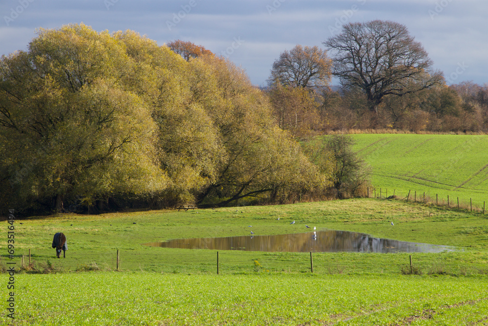 Fototapeta premium Horses lake on a beutiful green field