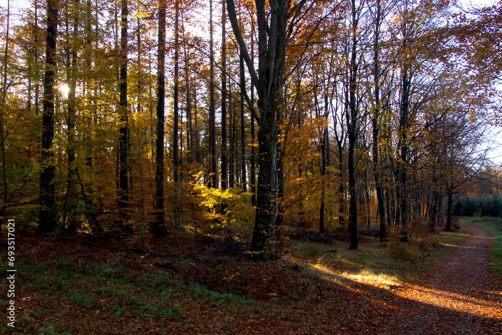 Fototapeta premium Sunbeam through the forest on a sunny day