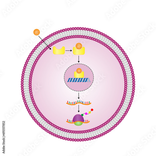 Steroid hormones mechanism of action. Steroids Bind to an intracellular receptor. Hormone-receptor complex activate gene transcription in the nucleus, followed by protein synthesis. Vector diagram