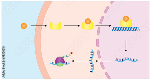 Steroid hormones mechanism of action. Steroids Bind to an intracellular receptor. Hormone-receptor complex activate gene transcription in the nucleus, followed by protein synthesis. Vector diagram