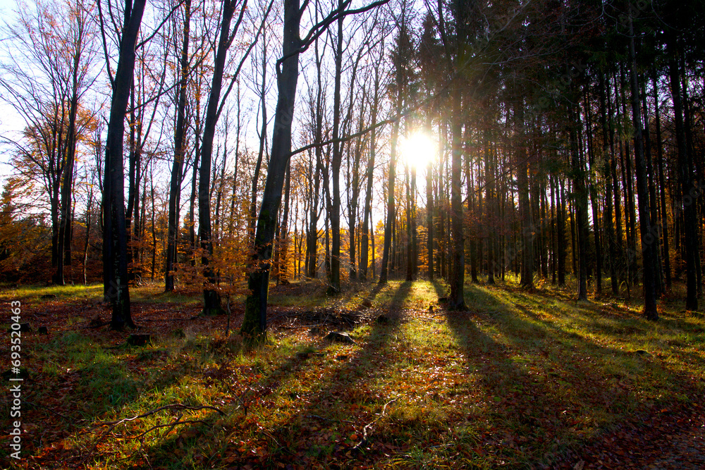 Fototapeta premium The sun creates beautiful shadows i the forest