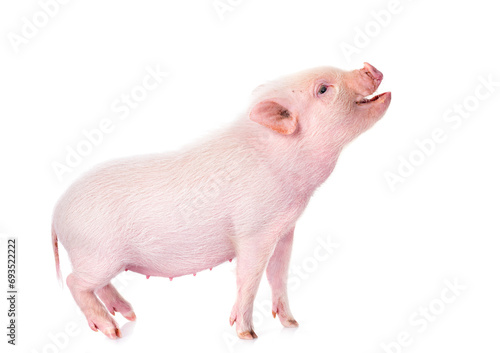 miniature pig in studio photo