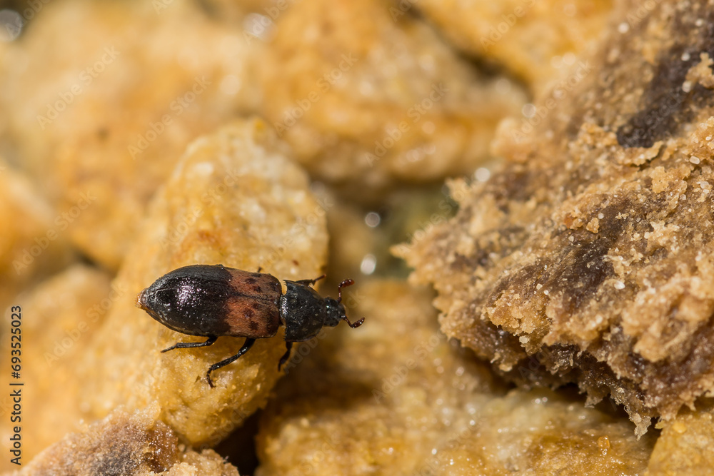 Larder Beetle - Dermestes lardarius Larder Beetle - Dermestes lardarius