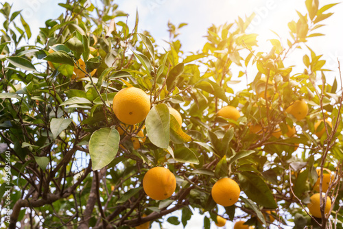 Orange tree with ripe fruits in sunlight. Nature background. photo