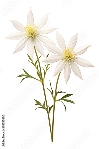 white edelweiss flower